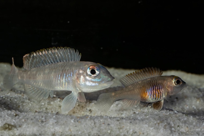 Lamprologus laparogramma 'Namansi'